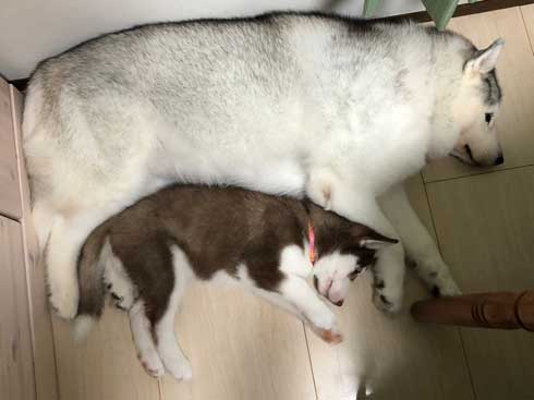 お布団 オフトゥン 理解 寝姿 ハスキー犬 子犬 ハマジ シルビア シャンテ
