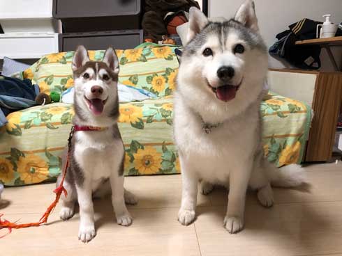 お布団 オフトゥン 理解 寝姿 ハスキー犬 子犬 ハマジ シルビア シャンテ