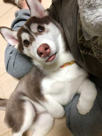 お布団 オフトゥン 理解 寝姿 ハスキー犬 子犬 ハマジ シルビア シャンテ