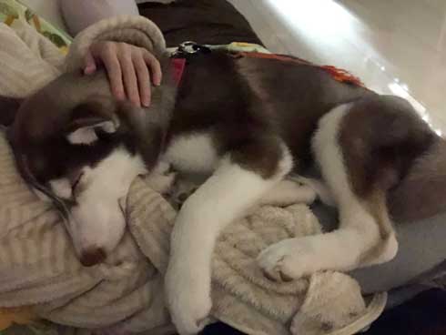 お布団 オフトゥン 理解 寝姿 ハスキー犬 子犬 ハマジ シルビア シャンテ