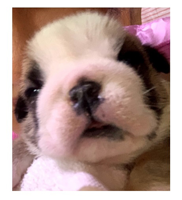北斗晶 愛犬 小梅