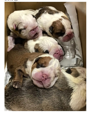 北斗晶 愛犬 小梅
