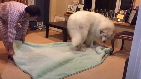 グレートピレニーズ 犬 お父さんは良い 息子には無慈悲 格差 反応 飼い主 今日のルンルン アラン