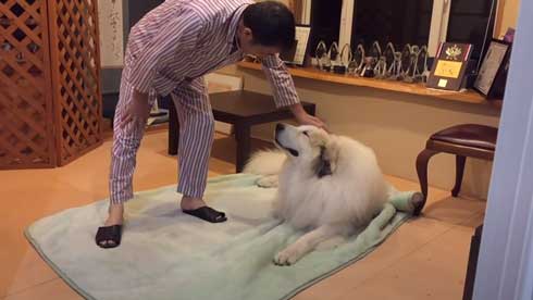 グレートピレニーズ 犬 お父さんは良い 息子には無慈悲 格差 反応 飼い主 今日のルンルン アラン