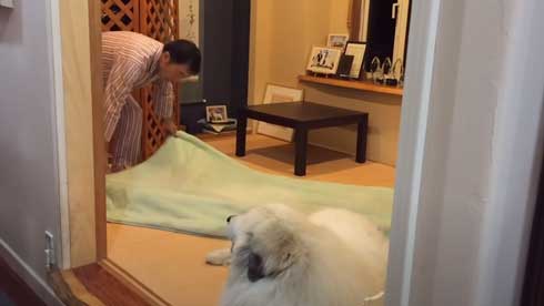 グレートピレニーズ 犬 お父さんは良い 息子には無慈悲 格差 反応 飼い主 今日のルンルン アラン