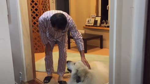 グレートピレニーズ 犬 お父さんは良い 息子には無慈悲 格差 反応 飼い主 今日のルンルン アラン