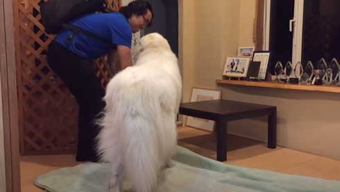 グレートピレニーズ 犬 お父さんは良い 息子には無慈悲 格差 反応 飼い主 今日のルンルン アラン