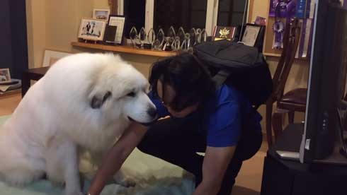 グレートピレニーズ 犬 お父さんは良い 息子には無慈悲 格差 反応 飼い主 今日のルンルン アラン