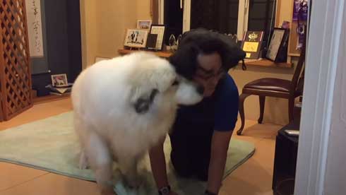 グレートピレニーズ 犬 お父さんは良い 息子には無慈悲 格差 反応 飼い主 今日のルンルン アラン