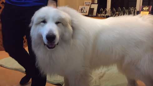 グレートピレニーズ 犬 お父さんは良い 息子には無慈悲 格差 反応 飼い主 今日のルンルン アラン