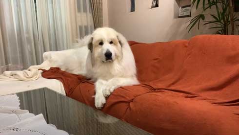 グレートピレニーズ 犬 お父さんは良い 息子には無慈悲 格差 反応 飼い主 今日のルンルン アラン