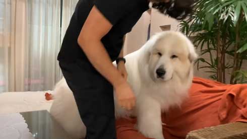 グレートピレニーズ 犬 お父さんは良い 息子には無慈悲 格差 反応 飼い主 今日のルンルン アラン