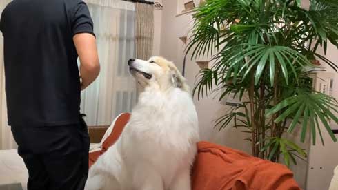 グレートピレニーズ 犬 お父さんは良い 息子には無慈悲 格差 反応 飼い主 今日のルンルン アラン