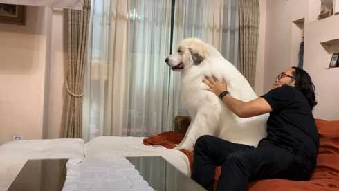 グレートピレニーズ 犬 お父さんは良い 息子には無慈悲 格差 反応 飼い主 今日のルンルン アラン