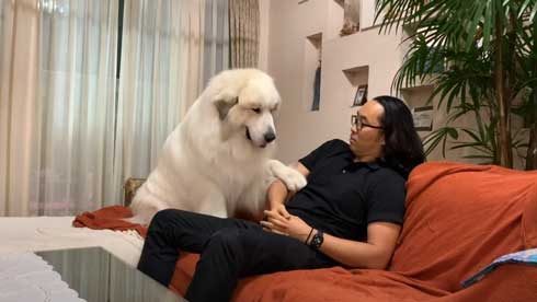 グレートピレニーズ 犬 お父さんは良い 息子には無慈悲 格差 反応 飼い主 今日のルンルン アラン