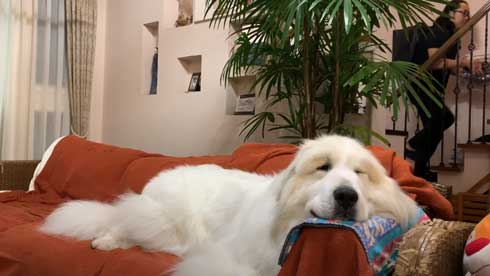 グレートピレニーズ 犬 お父さんは良い 息子には無慈悲 格差 反応 飼い主 今日のルンルン アラン