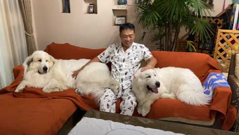 グレートピレニーズ 犬 お父さんは良い 息子には無慈悲 格差 反応 飼い主 今日のルンルン アラン