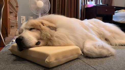 グレートピレニーズ 犬 お父さんは良い 息子には無慈悲 格差 反応 飼い主 今日のルンルン アラン