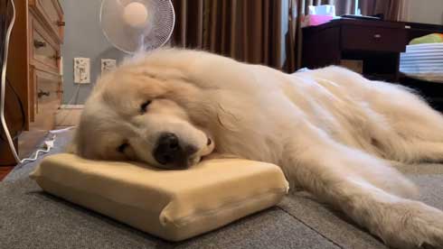 グレートピレニーズ 犬 お父さんは良い 息子には無慈悲 格差 反応 飼い主 今日のルンルン アラン