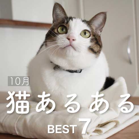 今日の猫あるある 多頭飼い 猫 服 毛だらけ ヒヒさんとよつこ