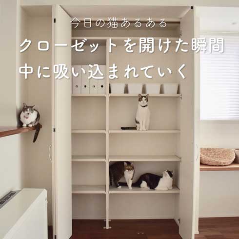 今日の猫あるある 多頭飼い 猫 服 毛だらけ ヒヒさんとよつこ