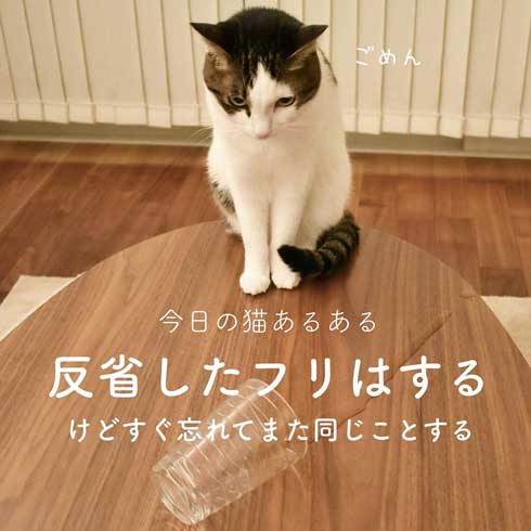 今日の猫あるある 多頭飼い 猫 服 毛だらけ ヒヒさんとよつこ