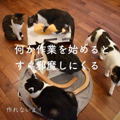 今日の猫あるある 多頭飼い 猫 服 毛だらけ ヒヒさんとよつこ