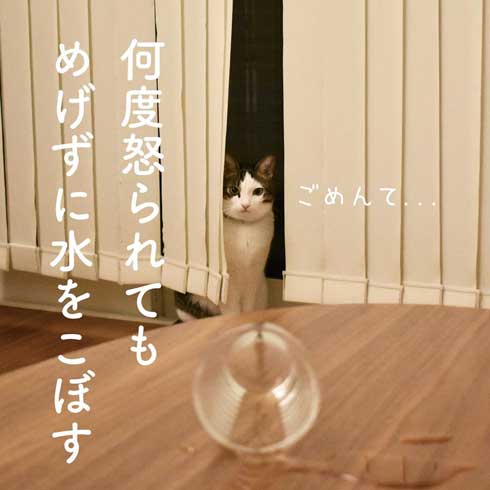 今日の猫あるある 多頭飼い 猫 服 毛だらけ ヒヒさんとよつこ