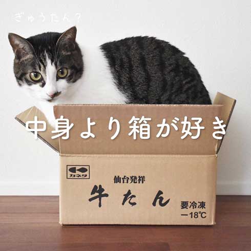 今日の猫あるある 多頭飼い 猫 服 毛だらけ ヒヒさんとよつこ