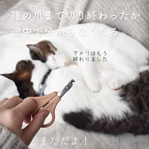 今日の猫あるある 多頭飼い 猫 服 毛だらけ ヒヒさんとよつこ