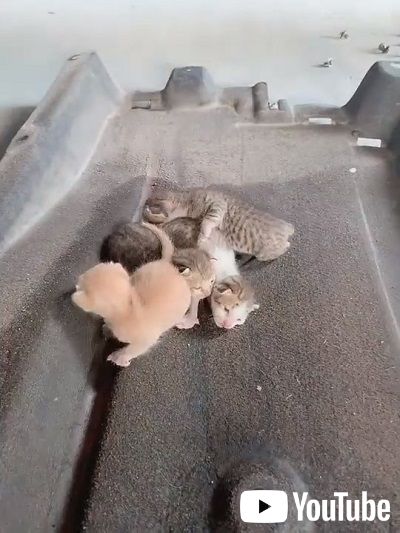 車の内部に侵入した子猫