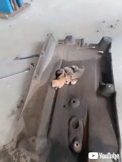 車の内部に侵入した子猫