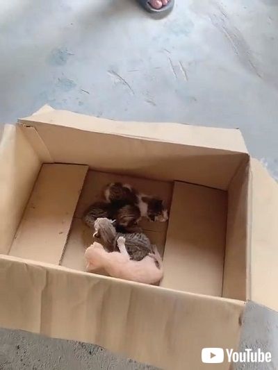 車の内部に侵入した子猫