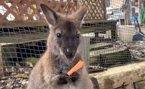 マーラに人参を奪われるワラビー
