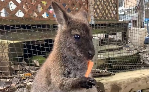 マーラに人参を奪われるワラビー