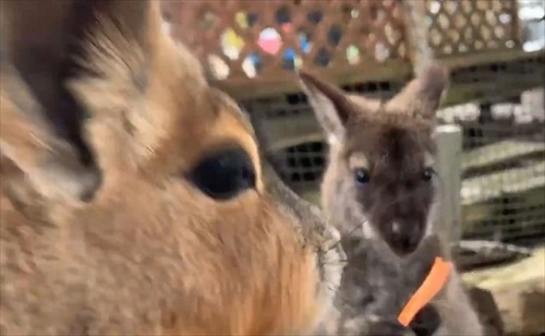 マーラに人参を奪われるワラビー