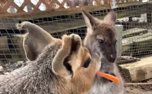 マーラに人参を奪われるワラビー
