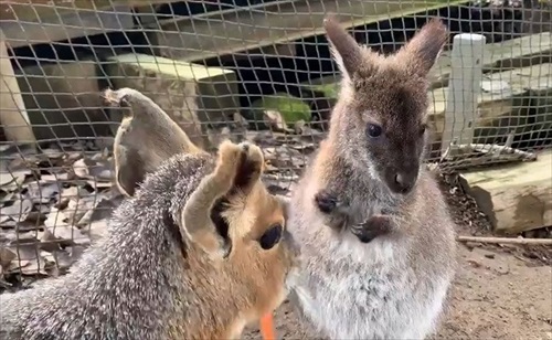マーラに人参を奪われるワラビー