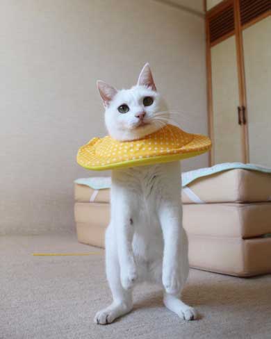 2020年 ストーブ つけてほしい リリー 猫 要求