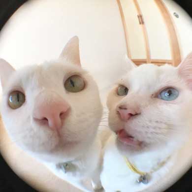 2020年 ストーブ つけてほしい リリー 猫 要求