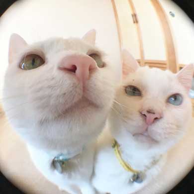 2020年 ストーブ つけてほしい リリー 猫 要求