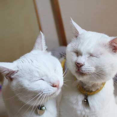 2020年 ストーブ つけてほしい リリー 猫 要求