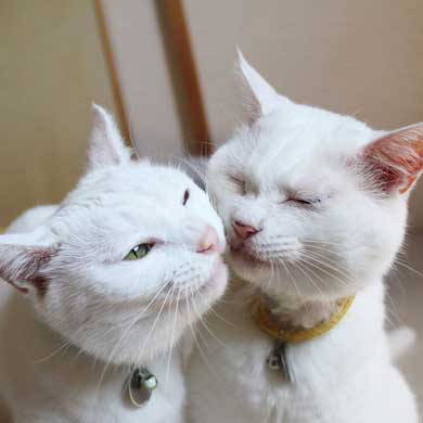 2020年 ストーブ つけてほしい リリー 猫 要求