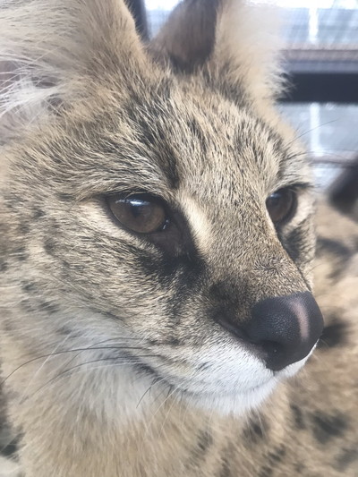 ちょっと面白いサーバルちゃん