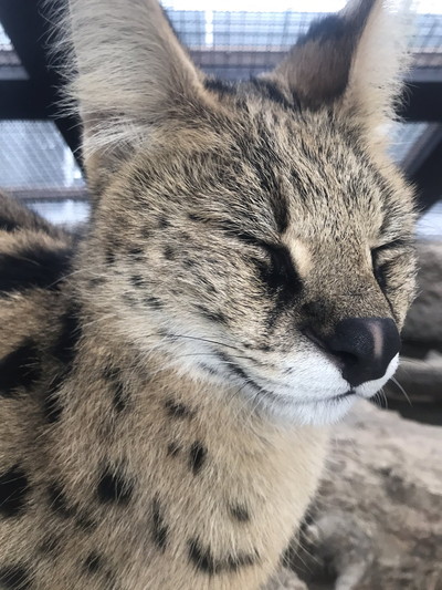 ちょっと面白いサーバルちゃん
