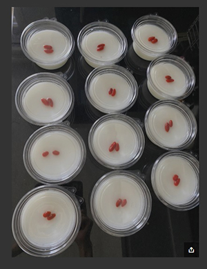 戸田恵子 杏 杏仁豆腐