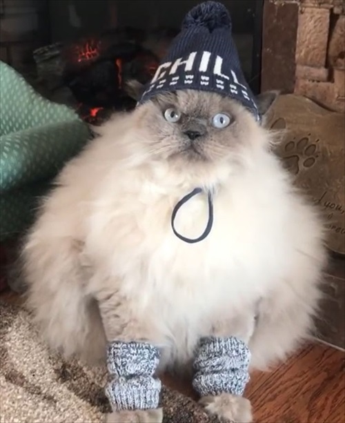 モフモフな猫ちゃん