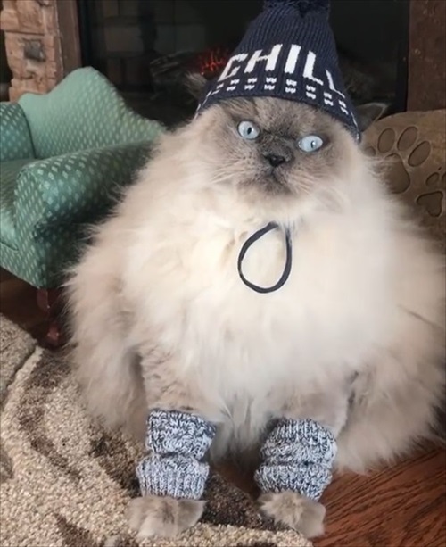 モフモフな猫ちゃん