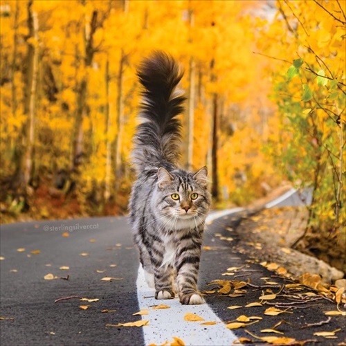 紅葉が似合う猫