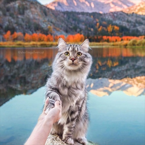 紅葉が似合う猫